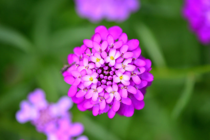 Load image into Gallery viewer, 2000 Fairy DWARF MIX CANDYTUFT Iberis Umbellata Flower Seeds
