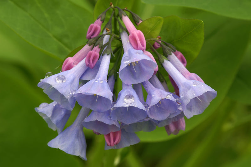 Load image into Gallery viewer, 25 VIRGINIA BLUEBELLS True Blue &amp; Pink Mertensia Virginica Flower Seeds
