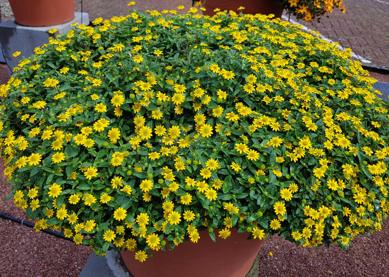 Load image into Gallery viewer, 150 YELLOW CREEPING ZINNIA Sanvitalia Procumbens Seeds
